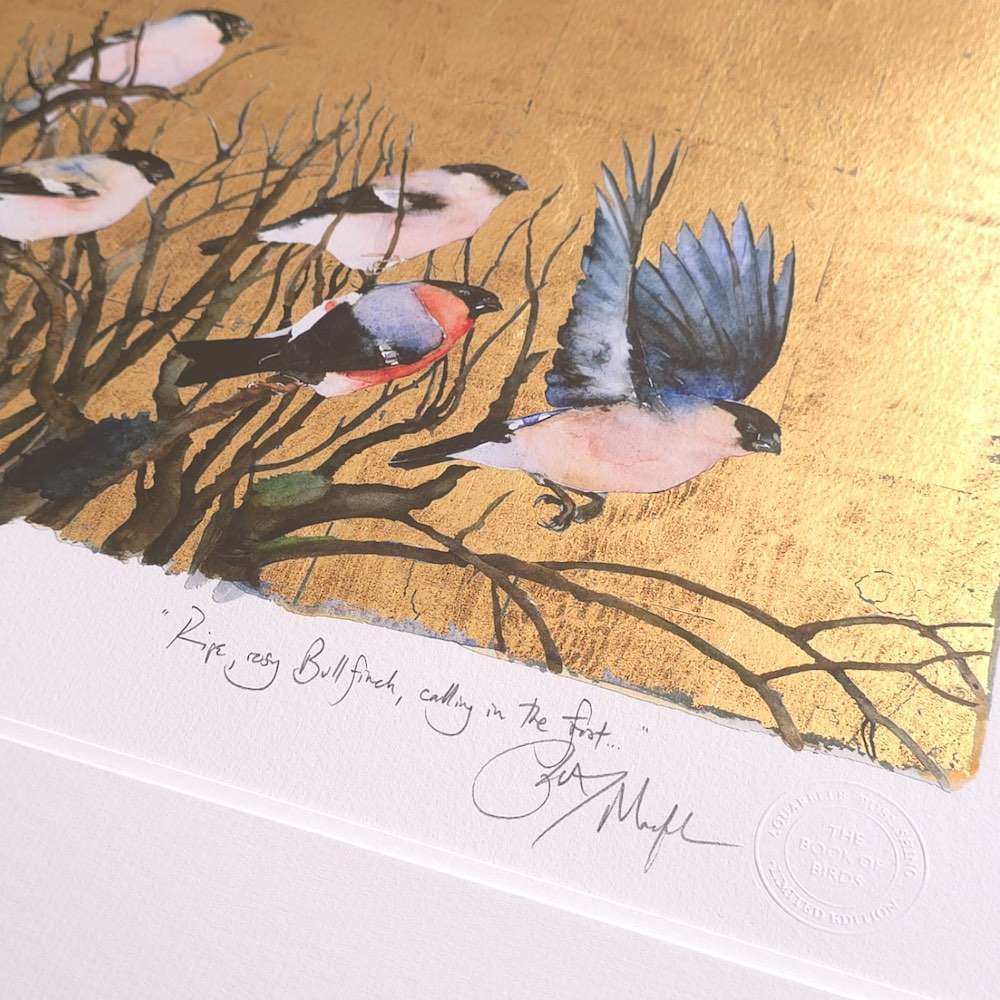 Jackie Morris Book of Birds Bullfinch Print